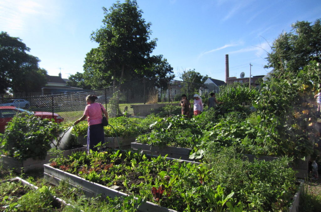 Growing a Healthier Providence, One Garden (and Policy) at a Time